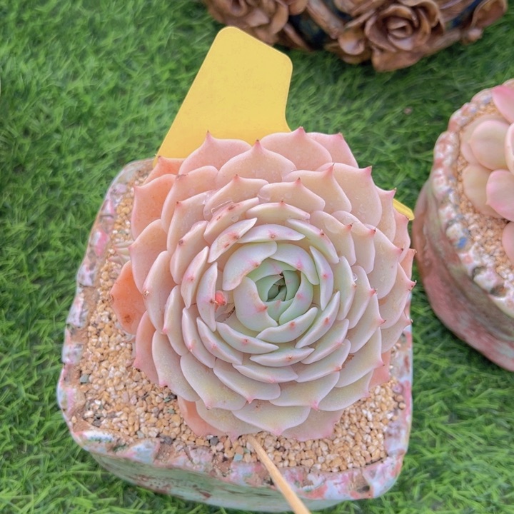 健健康康平平安安