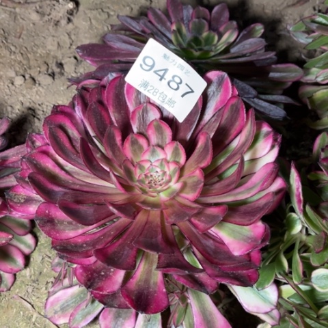 紫桐多肉多肉9487