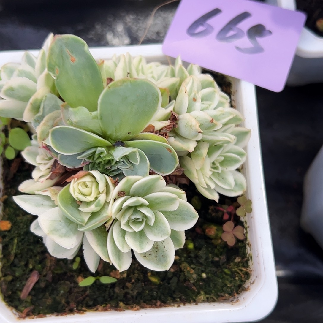 山地玫瑰锦秋夕665号