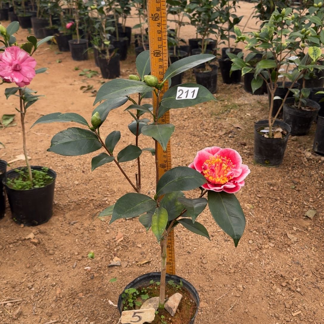 少量花朵（建议范围：2朵-5朵 或40%以下）211龙火珠