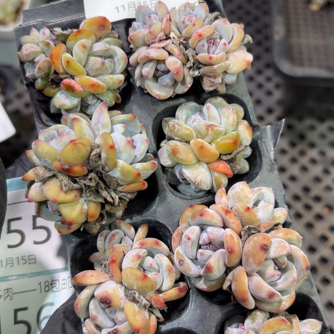 爱***盆154 号到手1框江北多肉