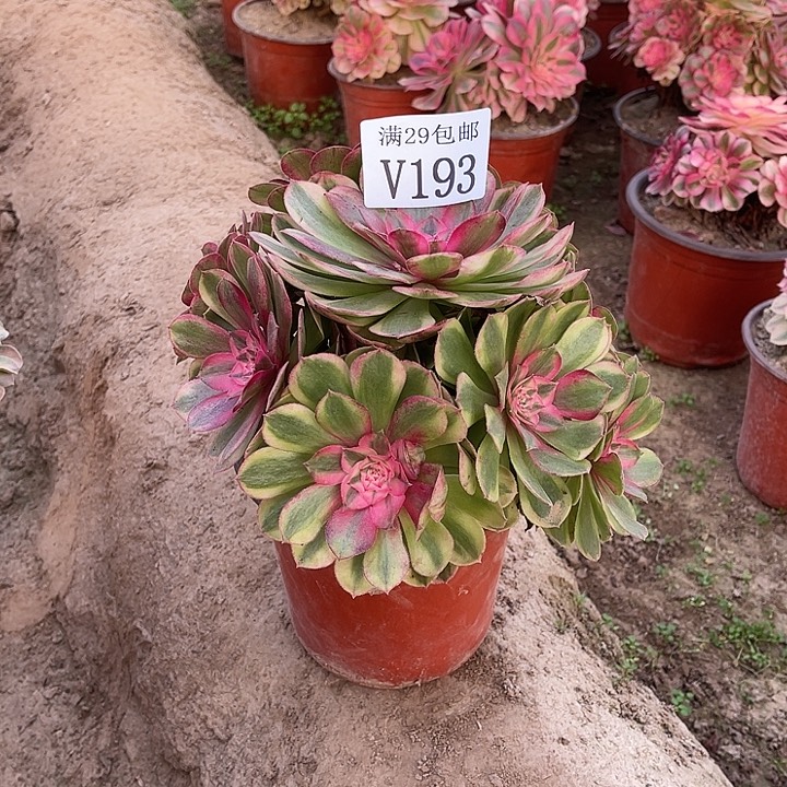193半糖荔枝   多肉植物    