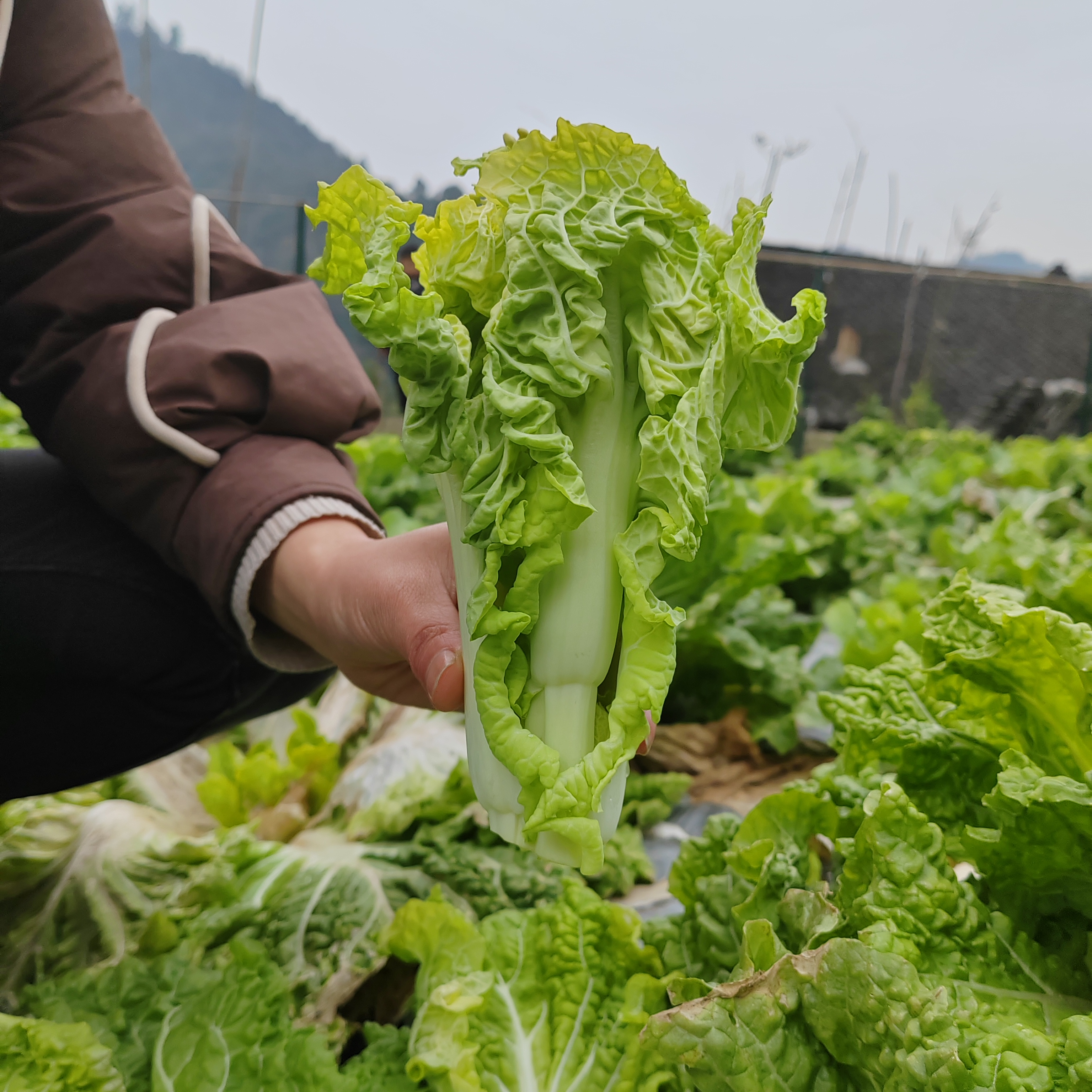 贵州农家菜苔、白菜苔、时令蔬菜、现摘现发