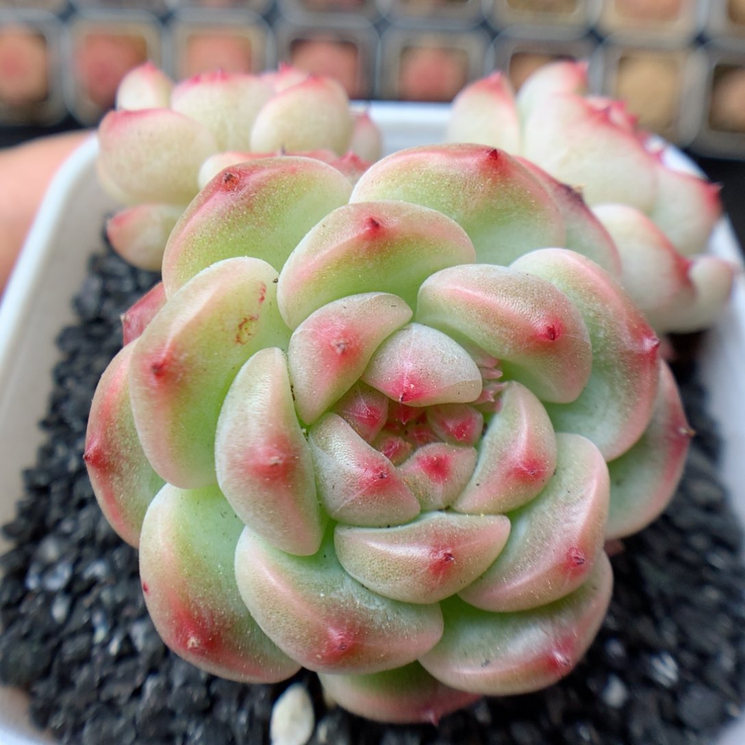 一物一拍精品多肉。糖心三头 32