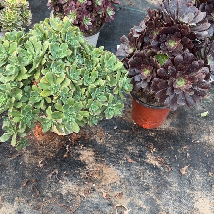 白金➕欧紫包邮。           