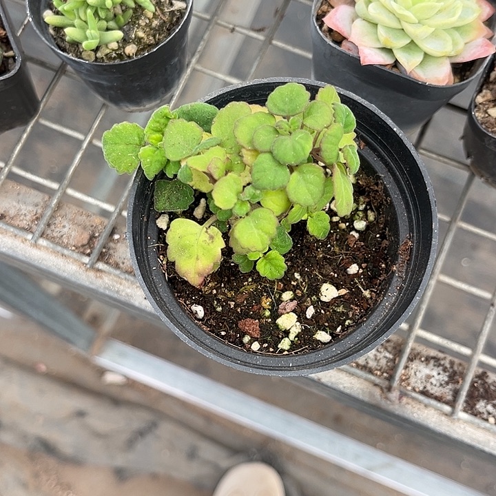 我也不知道我为什么要