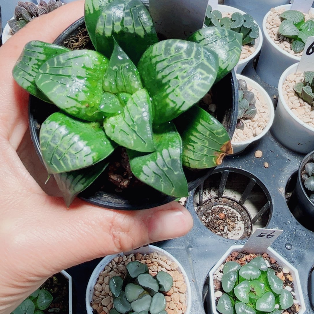 画皮多肉植物6666