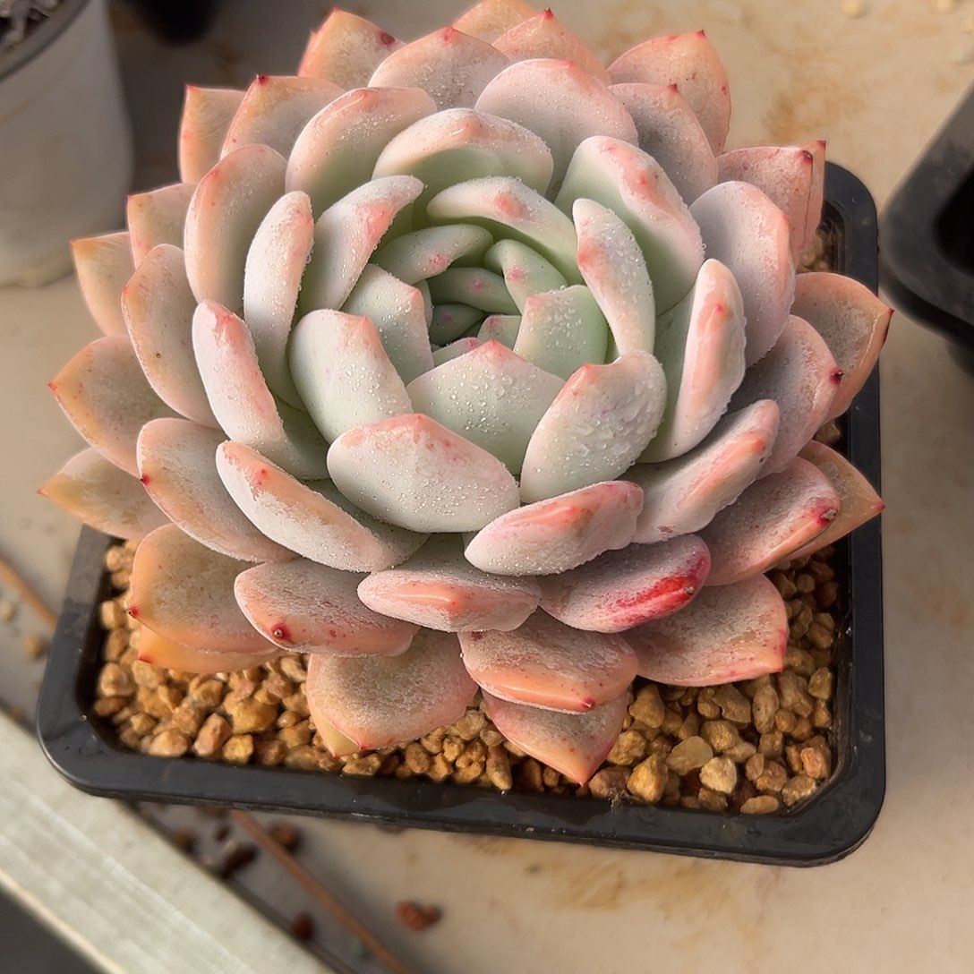 橙梦露锦一物一拍