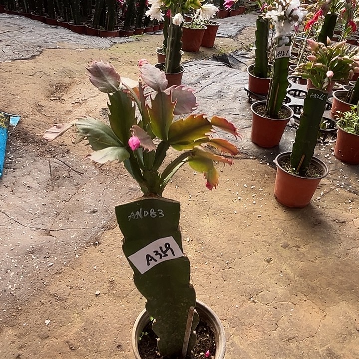 完全开放A359AN083蟹爪兰