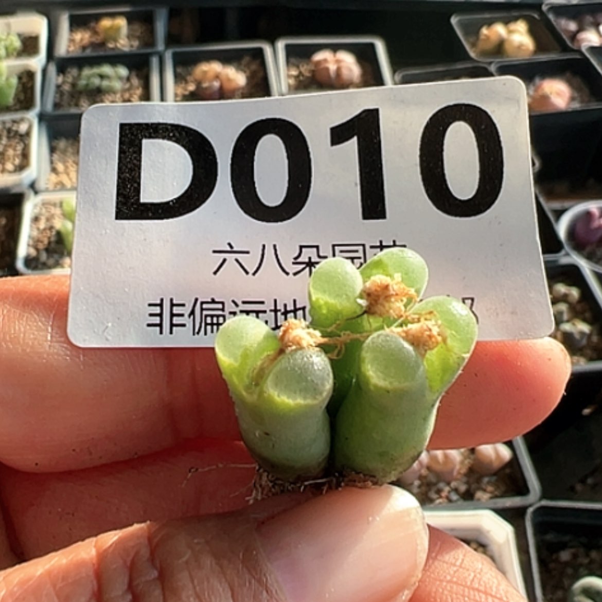 【闪购商品】特价.84级窗风铃