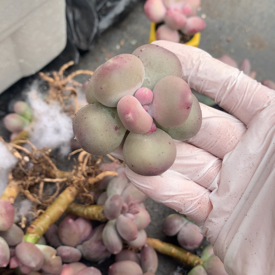 小屁桃奶酪多肉小屁桃