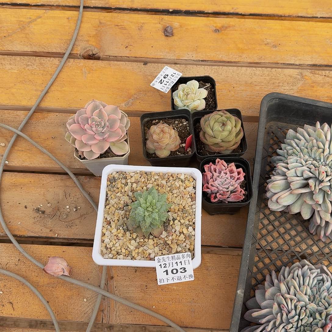 8***01211-92组合6颗多肉