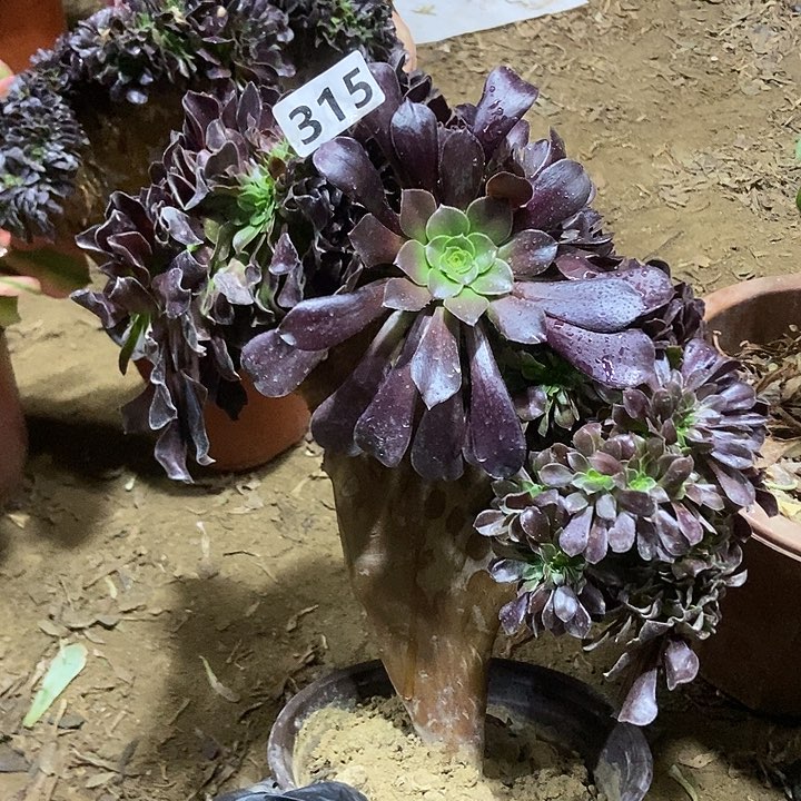   315欧紫缀化老板子