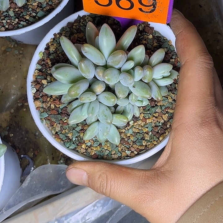 多肉植物白兰地569