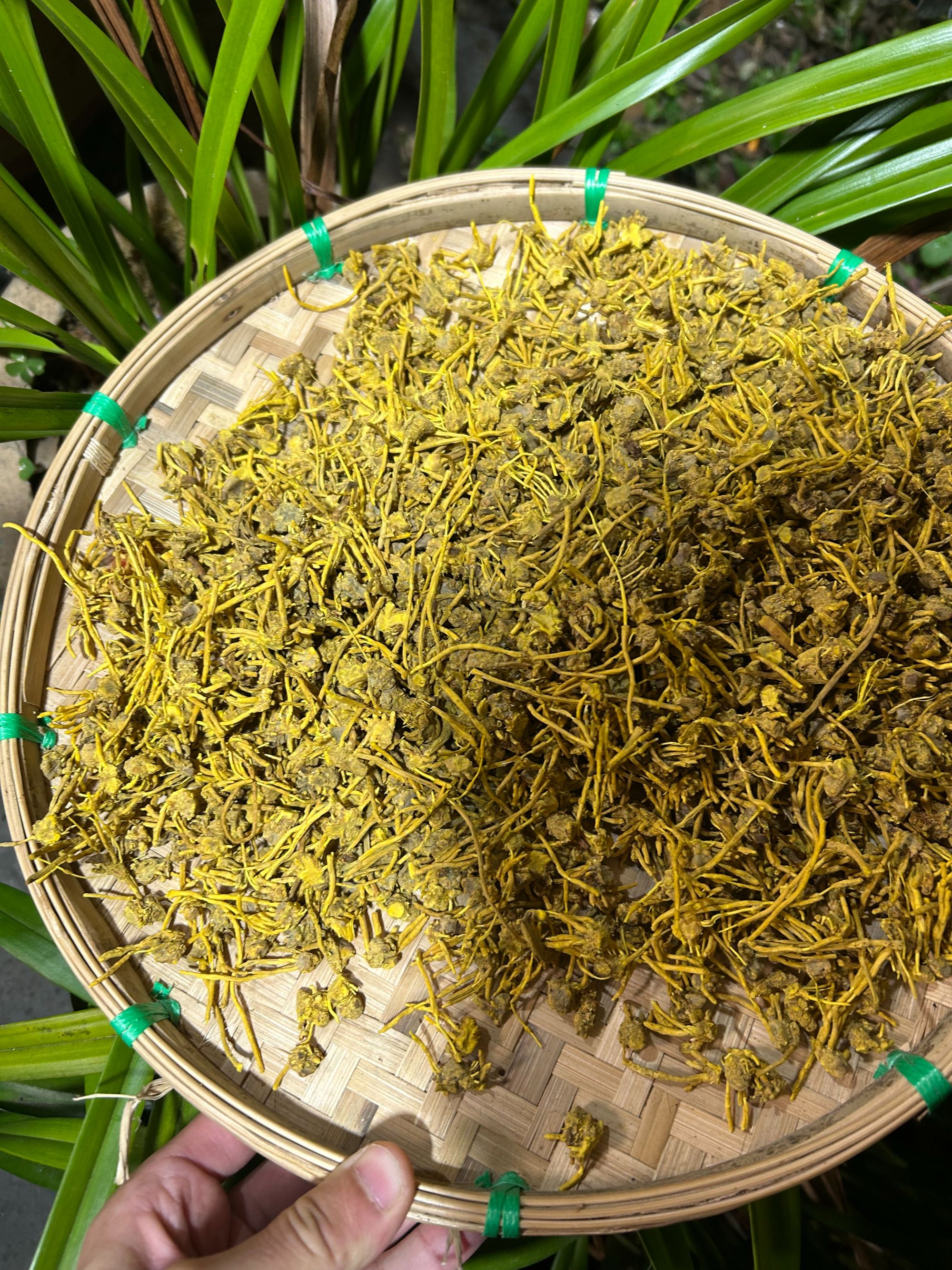 1【龙-须-石-斛】净含量250g-1000g【阿徐现收】