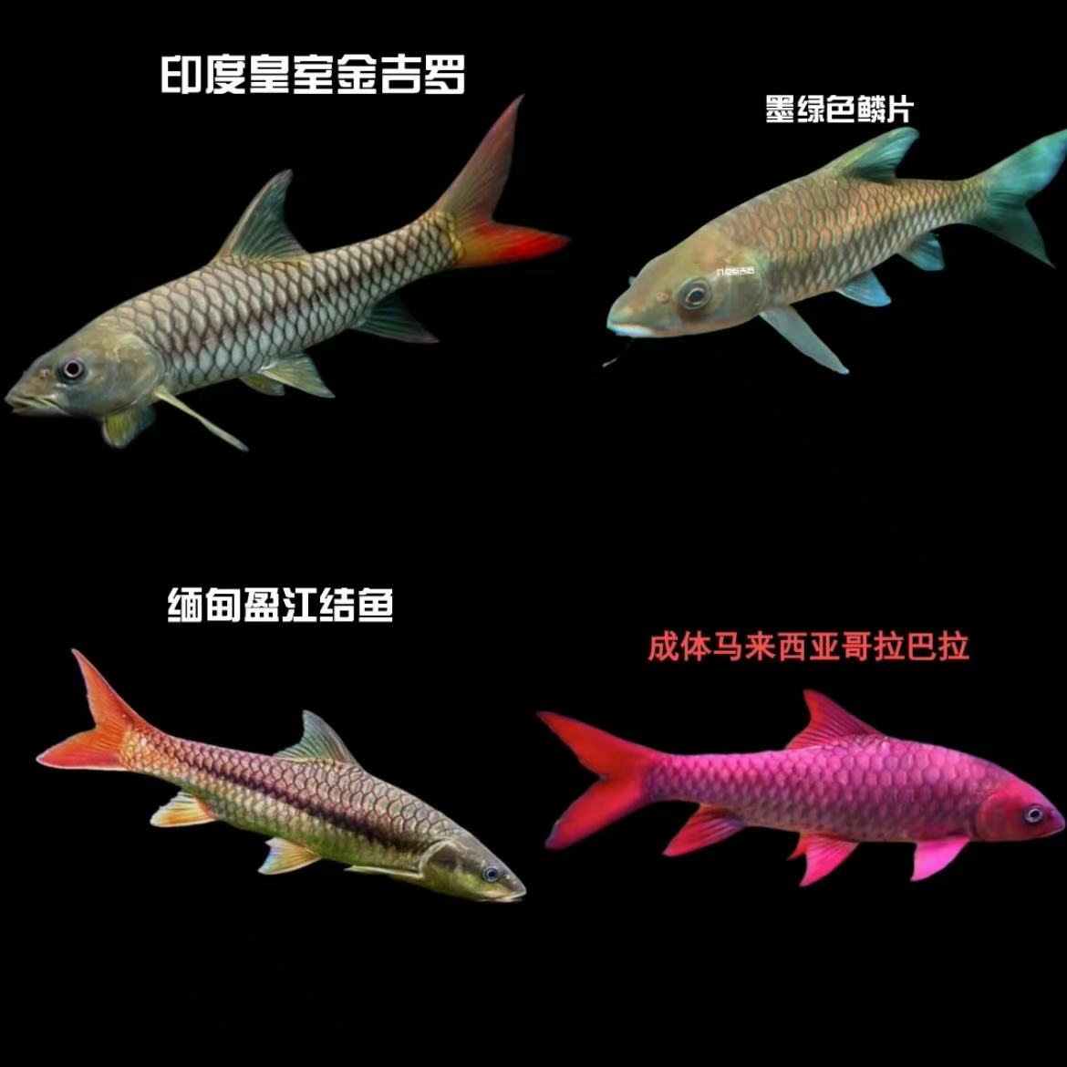 吉罗鱼一鱼一拍(鱼友专拍)观赏鱼