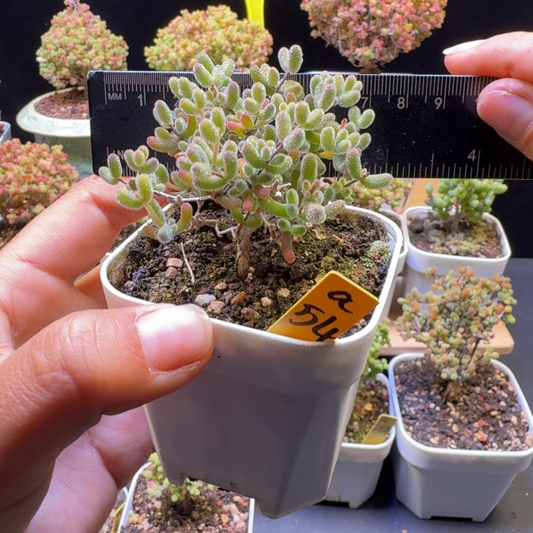 a54号冰糖冠服6厘米左右