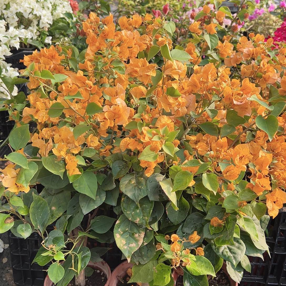 大部分花苞少量开放加州黄掌中宝一棵