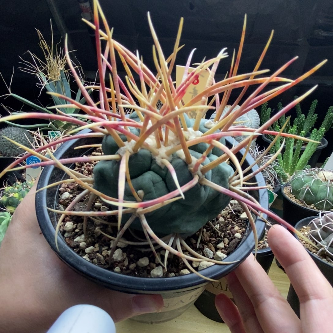 自根泰刺高木绯冠7cm