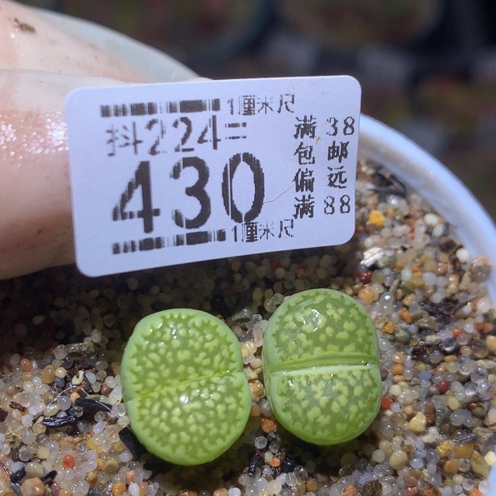 精品生石花224.430哈密瓜
