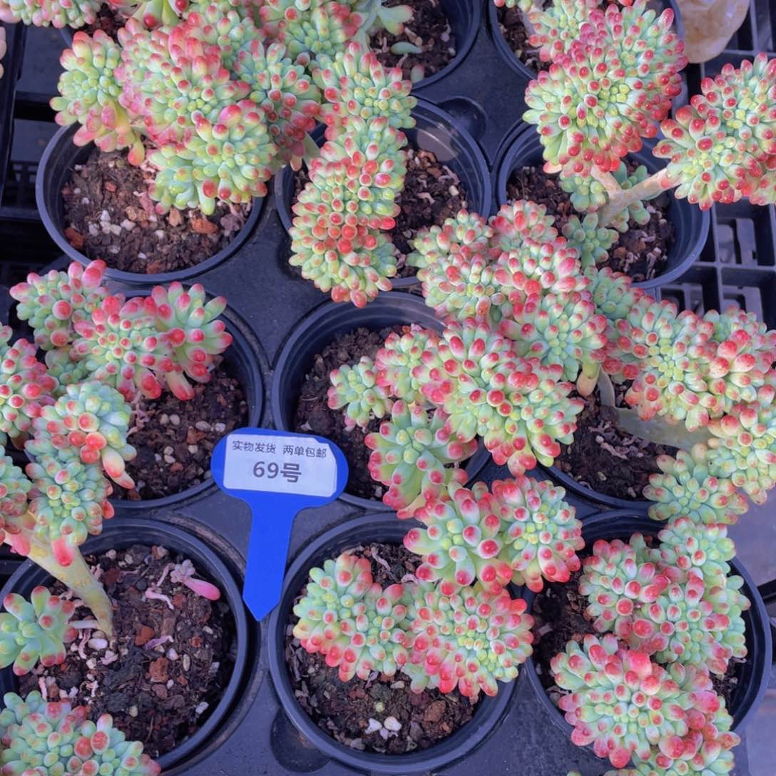 69号果冻乙女心缀化带板子m