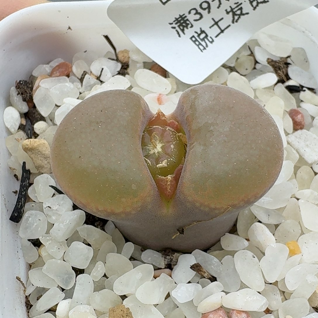 424多肉哈哈哈哈哈哈