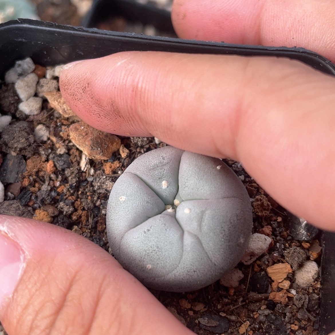 【闪购商品】实生海鲜福利