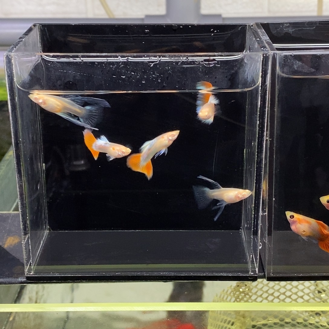 孔雀鱼蓝白大c火烧云3公2母