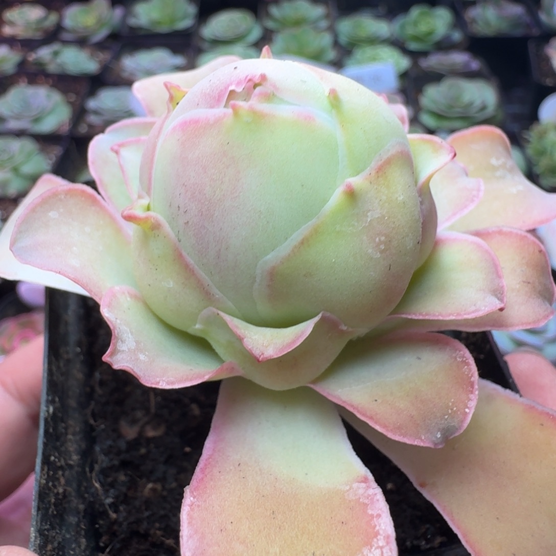 链***姨下播福利-006冠幅 4cm