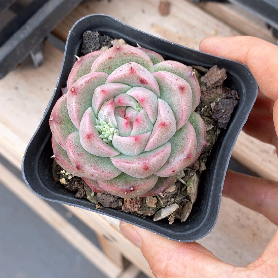 精品多肉一物一拍不包整137