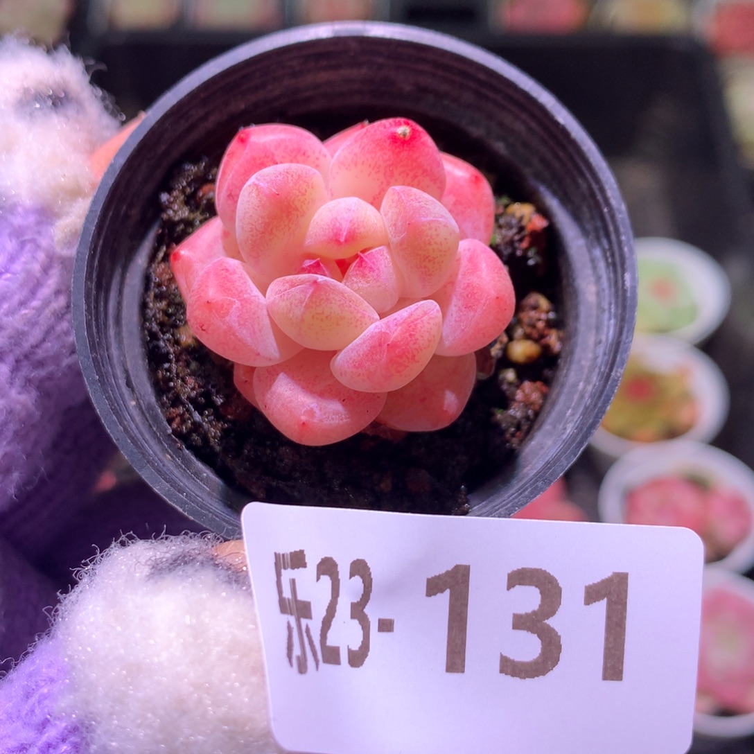 乐然23-131 冰娃娃了 