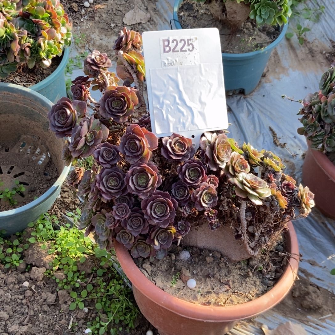 浮***萍B225万圣节缀化干伤处理