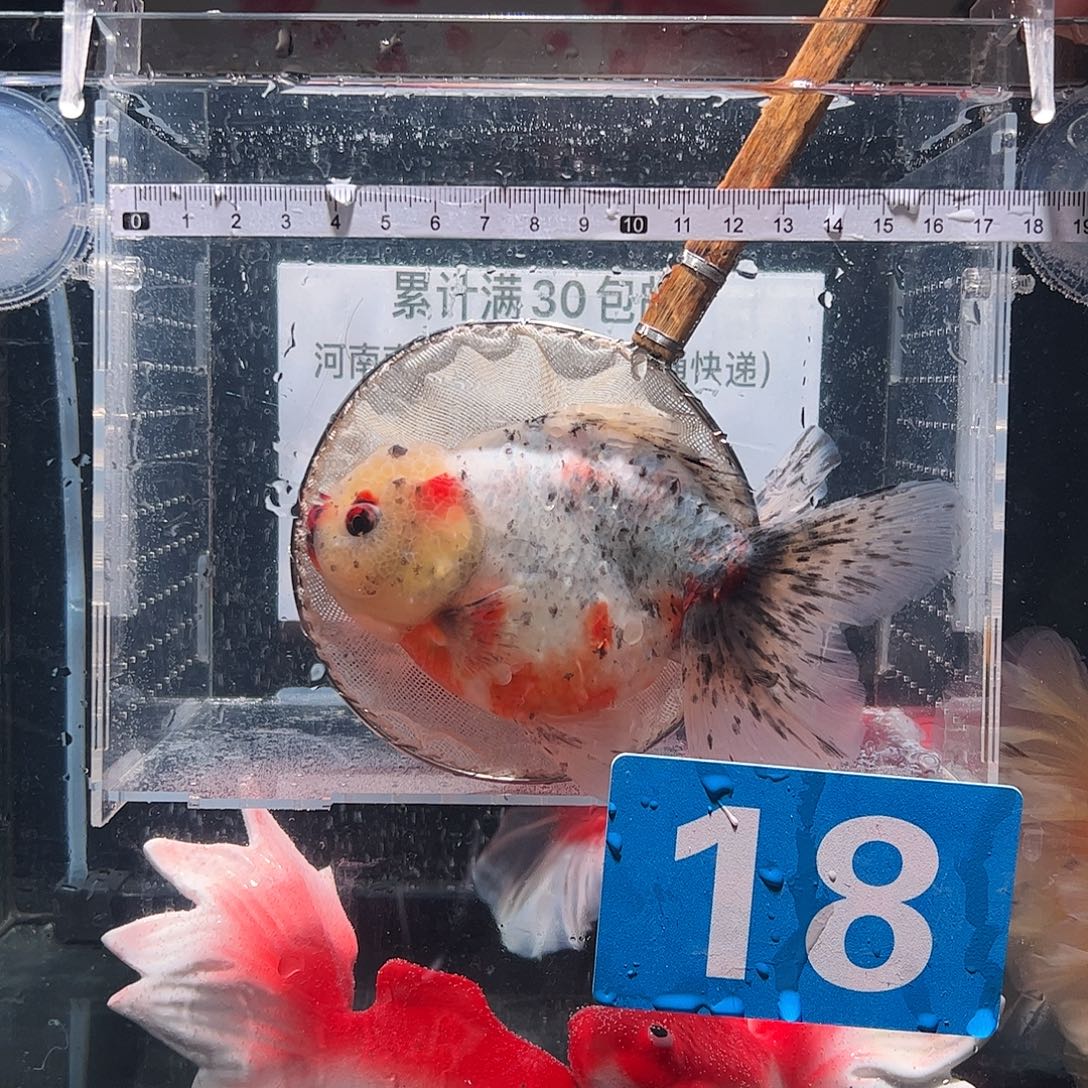 海水鱼1111111111