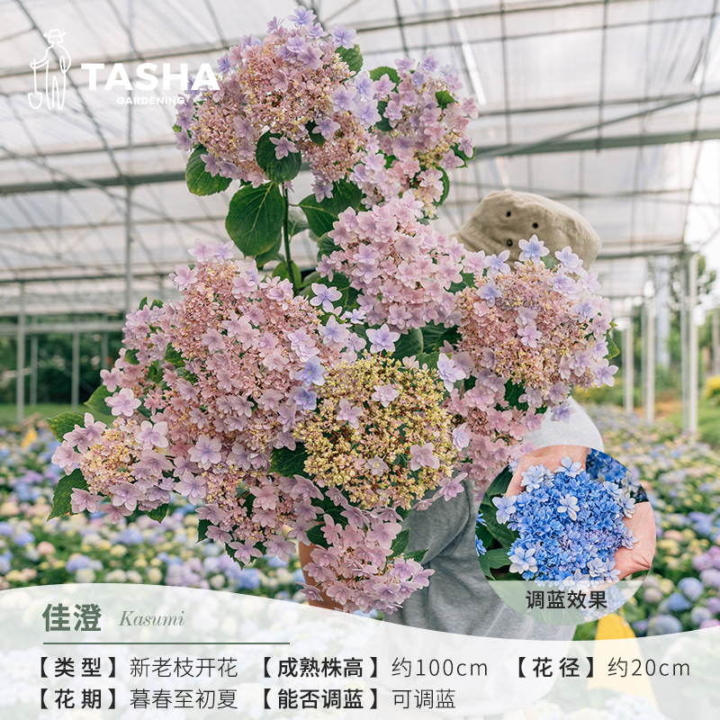塔莎的花园大花绣球佳澄 盆栽大苗庭院花卉