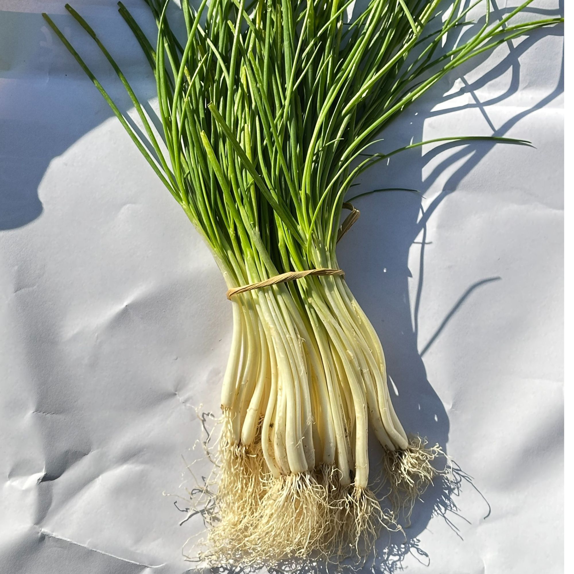 家自种新鲜带小葱蔬菜现挖现发