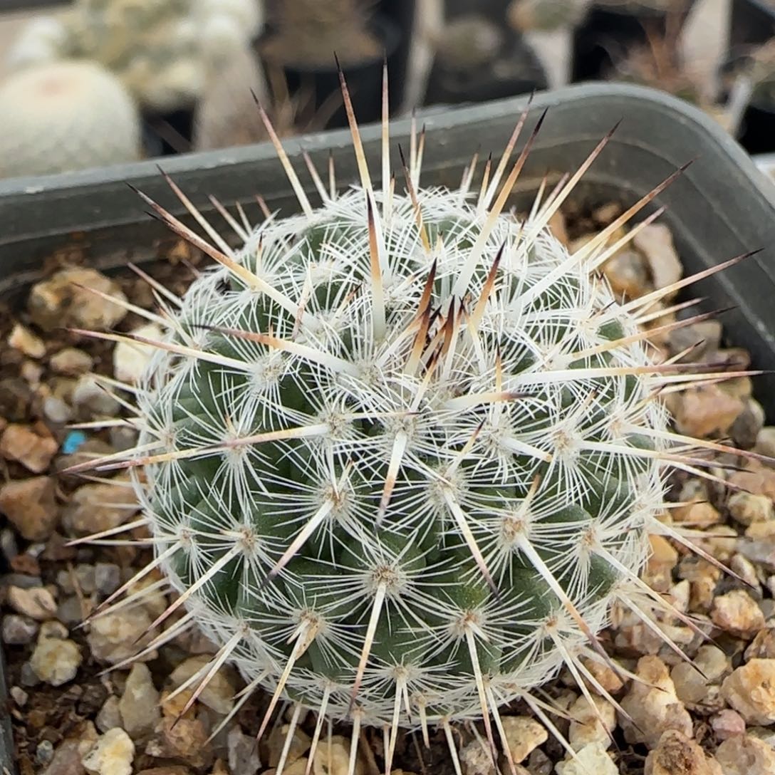 03实生白王丸多肉3.1