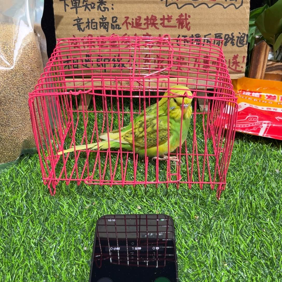 ****₄虎皮鹦鹉虎皮鹦鹉一只，一物一拍不退换竞拍
