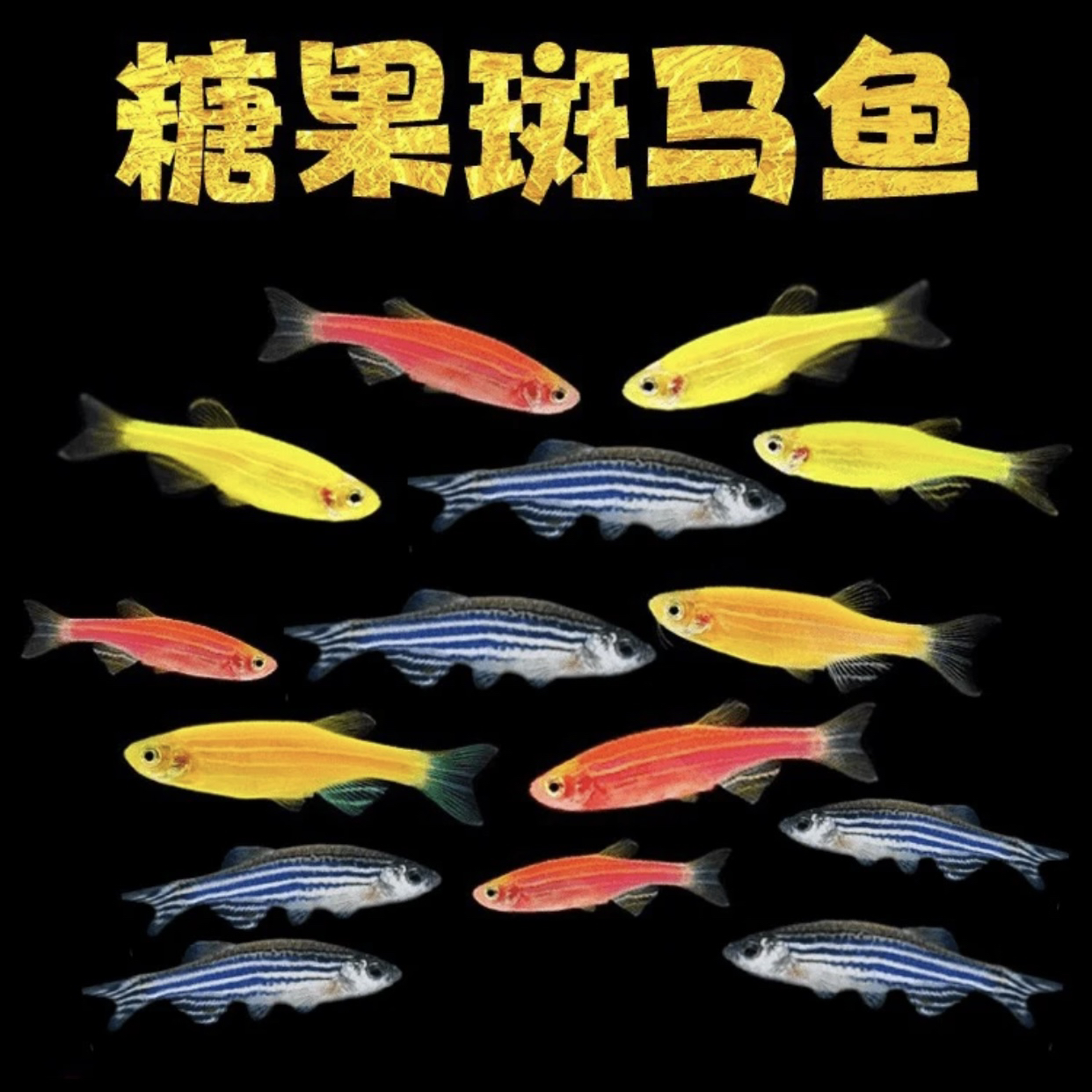 糖果斑马三色斑马红黄黑好养耐活小型鱼热带鱼彩色