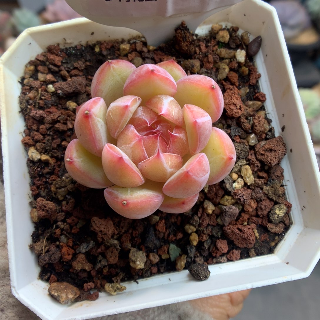 455雪花珍妮多肉植物