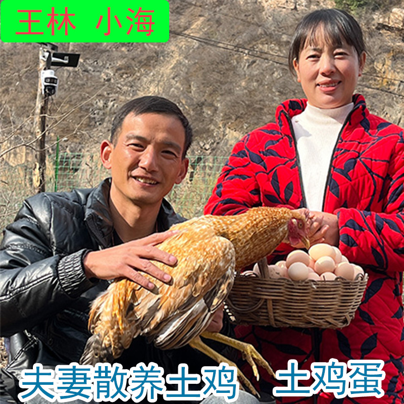 王林小海散养土鸡土鸡蛋农家正宗五谷杂粮笨鸡蛋