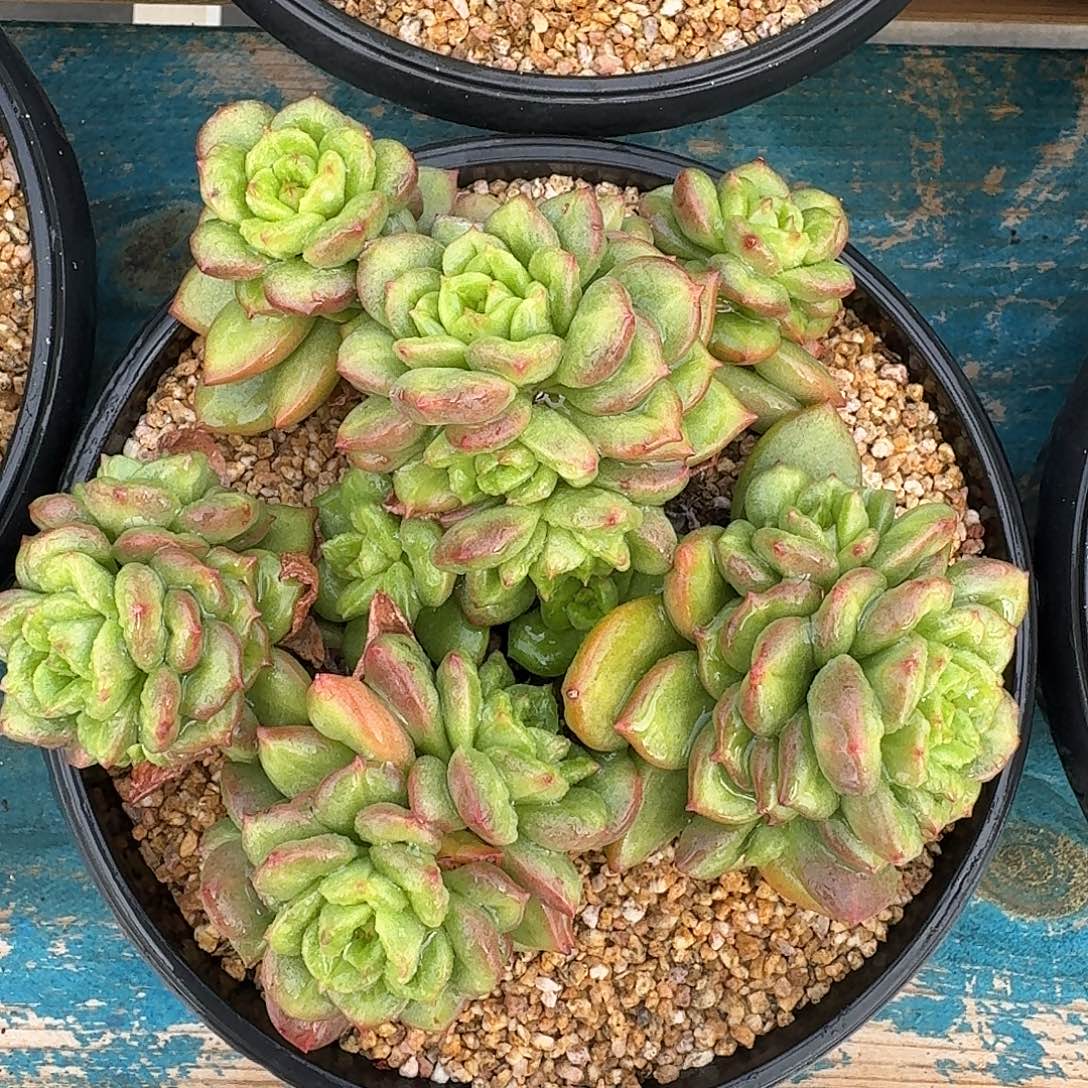 从前慢多肉编号苹果花