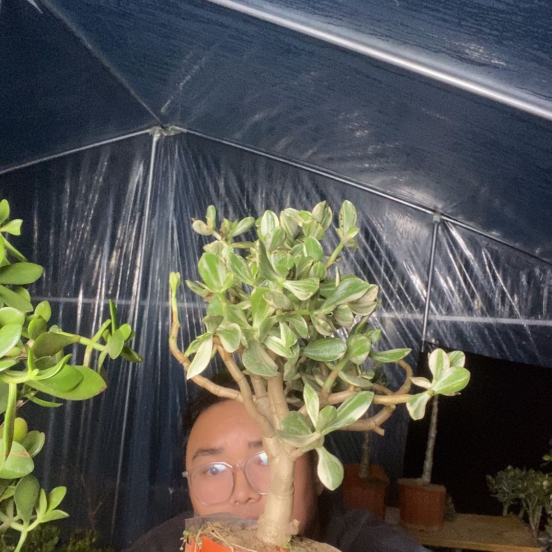 热***退当前无花栽培后可以开花