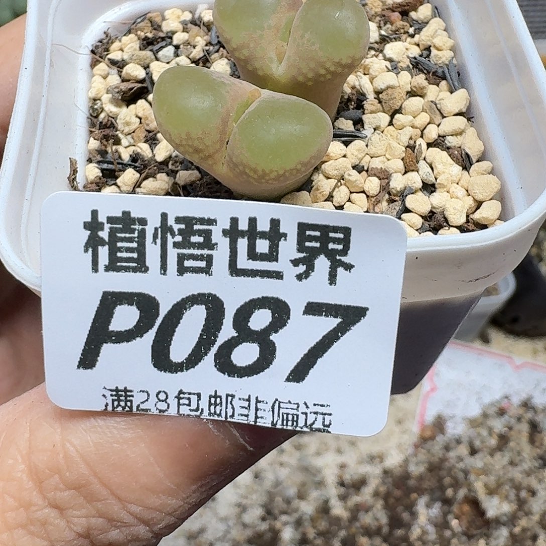 多肉植物的润泽fhbn