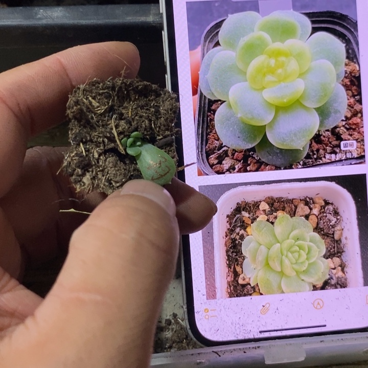 穴盘纸鸢芽苗一个