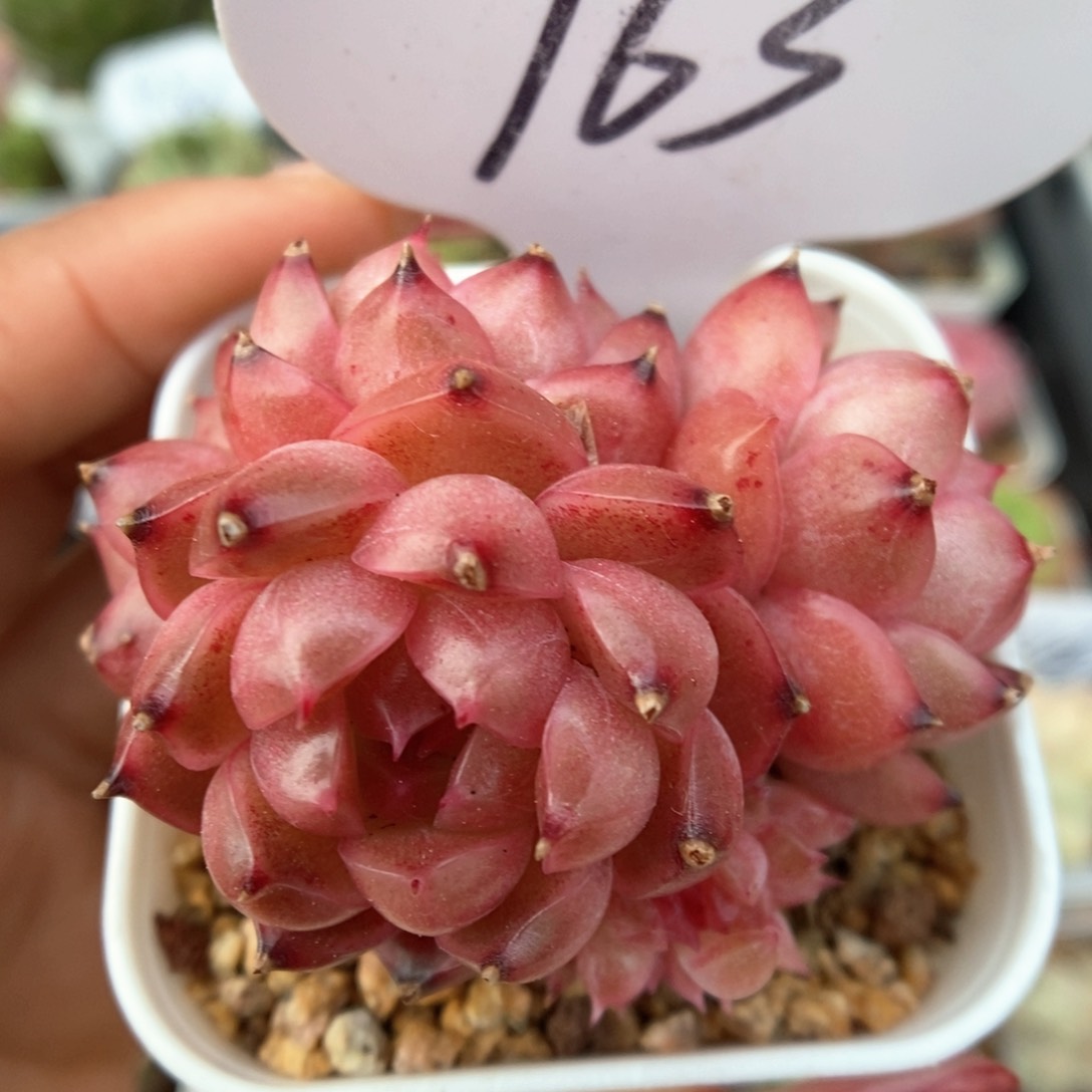 油透珍妮群生763号。   