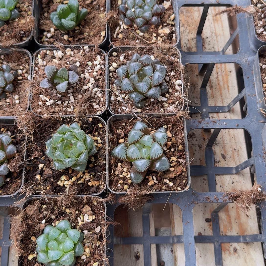 直播福利一物一拍252
