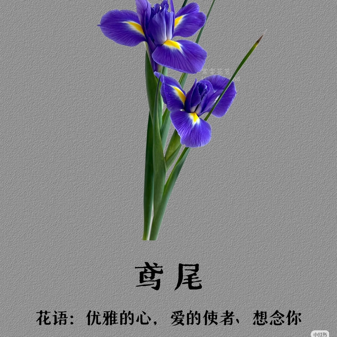 鸢尾单支颜色随机【满38起送】