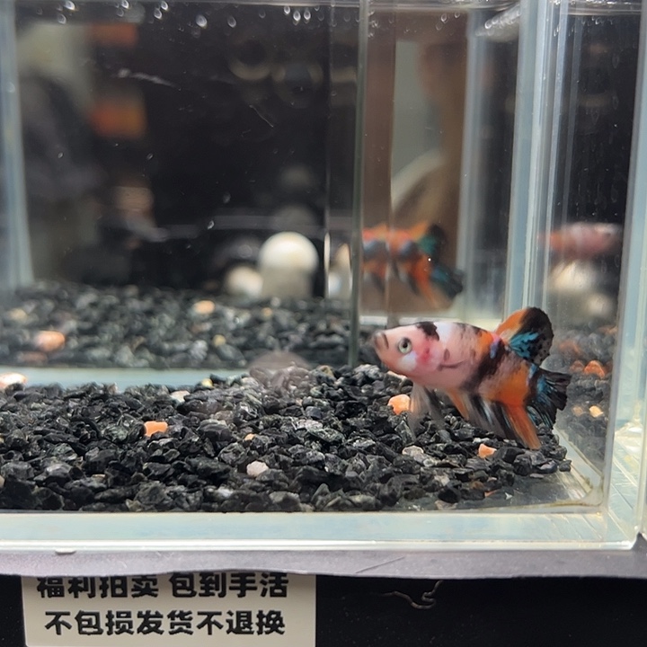 斗鱼跑单拉黑1日60