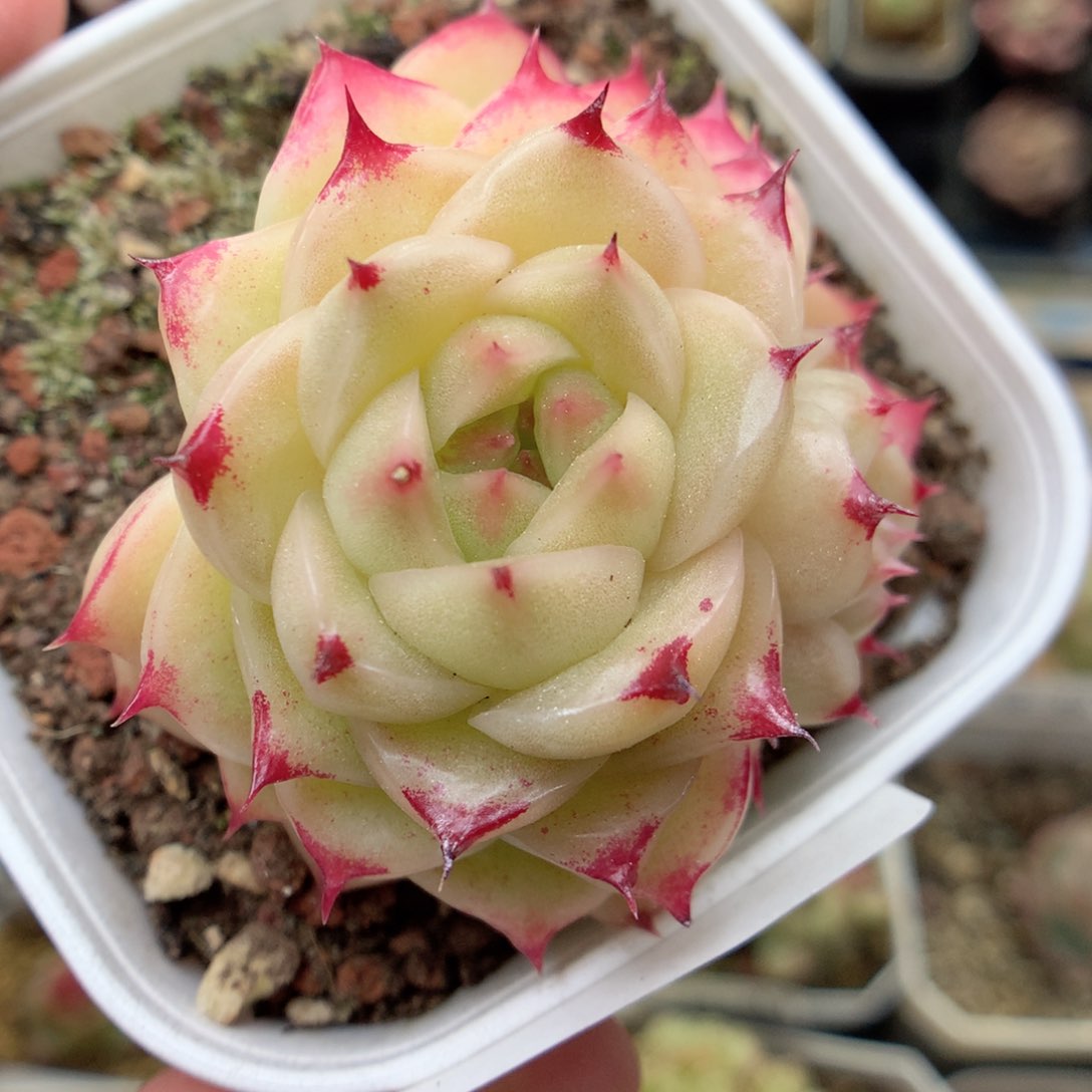 G55 ，20包邮两天凑单