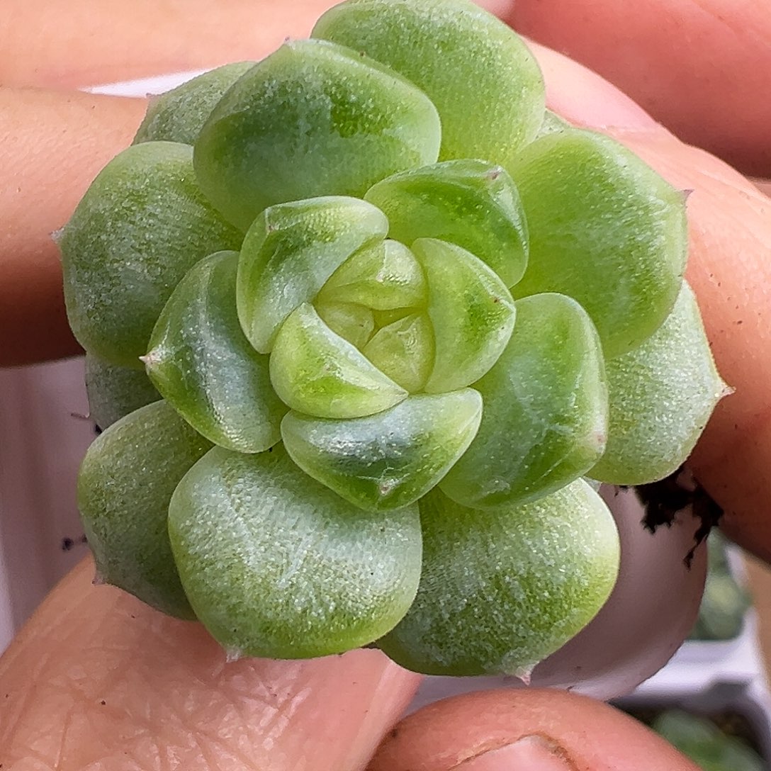 开播福利。遥遥定繁。     